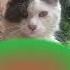 Однажды я уехала тусить а Турцию Cats Cutecats рекомендации инстасамка тренды