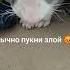 обычно пукни злой