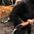 RISE OF THE PLANET OF THE APES Viral Video Ape With AK 47