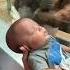 Curious Orangutan Taps Glass Inspects Baby At Louisville Zoo