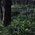 лес в тени деревьев غابة في ظل الأشجار Forest In The Shade Of Trees