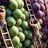 17 Most Amazing Fruit And Vegetable Harvests By Farmers Harvesting Technology