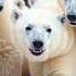 Fascinating Fact About Polar Bears Animals Animal Animalfacts Funfacts