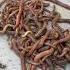 Worms