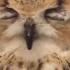 Owl S Sneeze