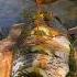 Cooking Carp In Primitive Mud And Leaves