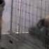 Two Monkeys Were Paid Unequally Excerpt From Frans De Waal S TED Talk