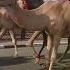 Qatar Camel Pets Animals Camels Qatarlifestyle