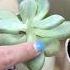 Watering Tips For Succulents Succulentsbox Succulent Cactus Watering Shorts