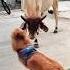 Fu K You Tony Funny Shorts Short Viral Trending Funny Dog Goldenretriever Cow Youtubeshorts