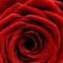Алла Пугачева Миллион Алых Роз Million Of Scarlet Roses