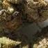 Marijuana Now Legal In The United States