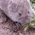 Vole Invasion Here S How To Get Rid Of Voles FAST