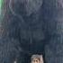 King Kong Dinosaur Shorts