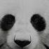 Unkind Panda Панда