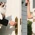 Poor Girl Demand Justice For Her Pregnant Cat But Shocked Find Cat Dad S Owner Is Her New Boss