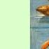 Famous Five Book 1 Chapter 6 Five On A Treasure Island