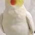 Adorable Cockatiel S Cute Whistling Cockatielscraze