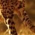 This Is Why You Can T Outrun A Cheetah Smithsonian Channel