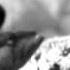 В глубинах моря Научно популярный фильм 1939 год