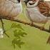 Painting Inspired By Tree Sparrows Wildlife Art Robert E Fuller