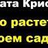 Агата Кристи Что растет в твоем саду Расследует Эркюль Пуаро