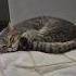 Делает вид что спит У вас также Cat котик сон