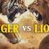 Who Would Win In A Fight Between A Lion And A Tiger