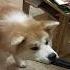 Валим валим на гелике смешнаяозвучка Animals Dog Funny Cute