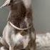 Песня чихуахуа чихуахуа собака юмор Chihuahua Dog Cобаки Cane Dogvideo 치와와 チワワ 犬 狗