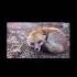 Green Apelsin Охота на лисицу караоке Cover Song Music Coversong каверы Fox Funny