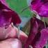 Чина душистая Lathyrus Odoratus Flowerworld цветы Flowers