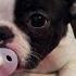 BOSTON TERRIER IS JUST A BABY DOGS OF TIKTOK COMPILATION