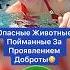 Опасные Животные Пойманные за Проявлением Доброты Shorts животные паук крокодил