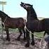 Funny Goat Watches Friesian Horses Have Sex