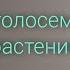 Голосеменные растения