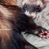 Cute Ferret Feet Paws TikTok Sassy