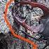 European Stag Beetle Lucanus Cervus