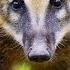 Coati Sounds