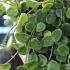 How To Grow Hoya Serpens Curtisii Tengchongensis The Creeping Hoya Challenge