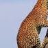 Leopard Climbing Tree Wildanimals Leopard