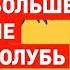 Вой на болотах в России разделили мир на дикарей и Запад