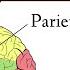 Lobes Of The Brain Cerebrum Anatomy And Function Cerebral Cortex