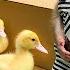 BiBi Helps Dad Take Care And Feed The Ducklings