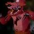 Факты о Фокси Fnaf Shorts