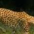 Cheetah Super Slow Motion HD