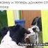приколы лютыеприколы мемы озвучка