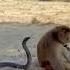 Funny Monkey Amazing Animals Funnymonkey