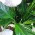 1 Чайная Ложка под Спатифиллум и даже дохлый цветок позеленеет и вмиг зацветет