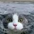 Who Said Cats Can T Swim